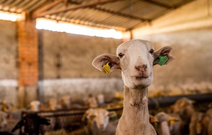 浅析高低比例棉籽壳饲粮对多浪羊消化代谢及微生物区系的影响