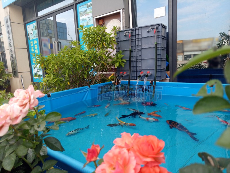 帆布池养鱼能养得大锦鲤吗,帆布鱼池养锦鲤能养多大