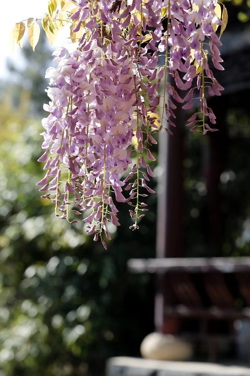 寻找最美春天｜花开四月，翻涌春日悸动！
