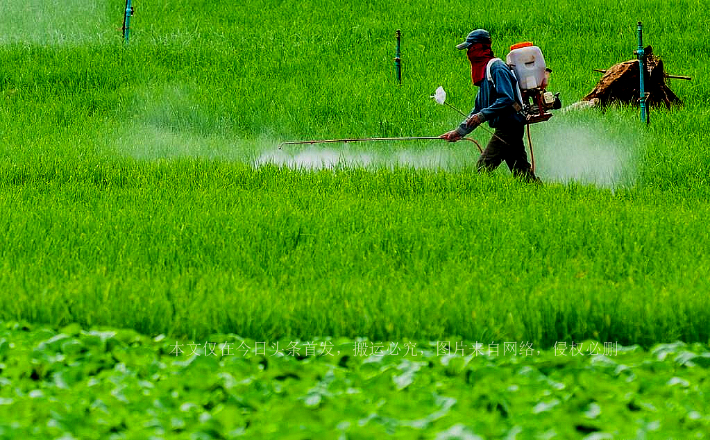 13岁女孩喝百草枯病情恶化。除草之王被人喝到停产至今无解药!
