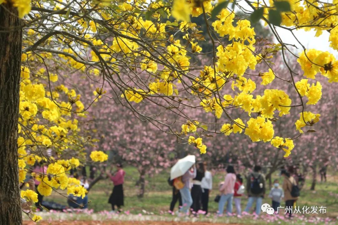 两人从化两天一夜游玩攻略,去从化玩的攻略