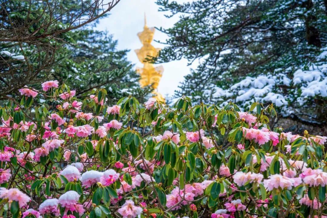 五一节峨眉山一日游最佳攻略,峨眉山五一出行必备