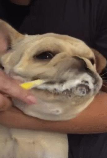 英斗和法斗哪个凶,法斗和英斗哪个比较好