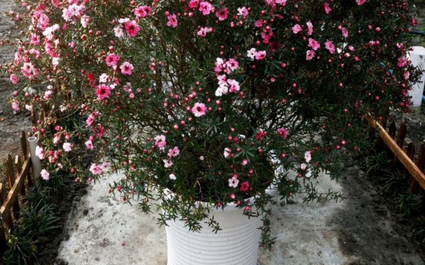 松红梅花好养,松红梅怎么养才能多开花