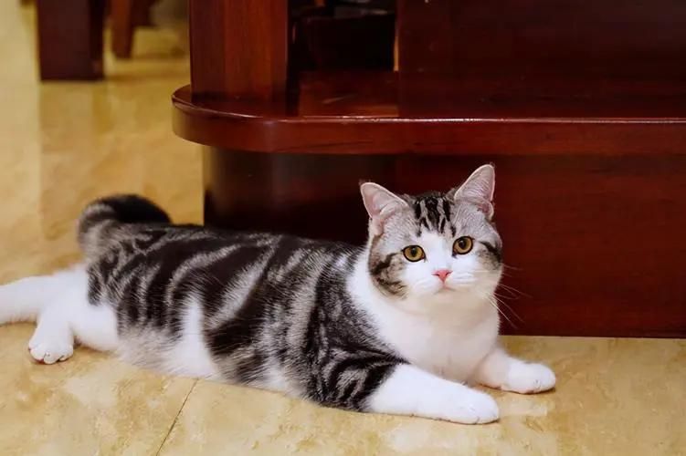 短毛猫猫砂盆,东方短毛猫需要多大的猫砂盆