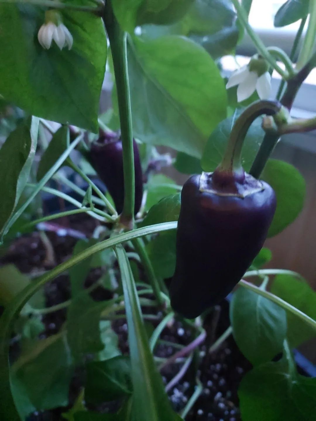 阳台种菜技巧大全,阳台小菜园怎么种菜