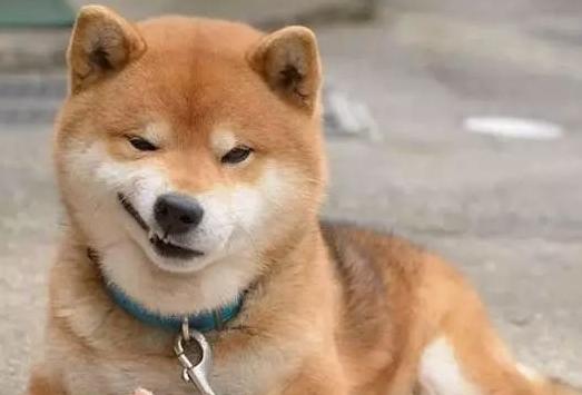 柴犬呕吐是怎么回事,小柴犬呕吐是怎么回事