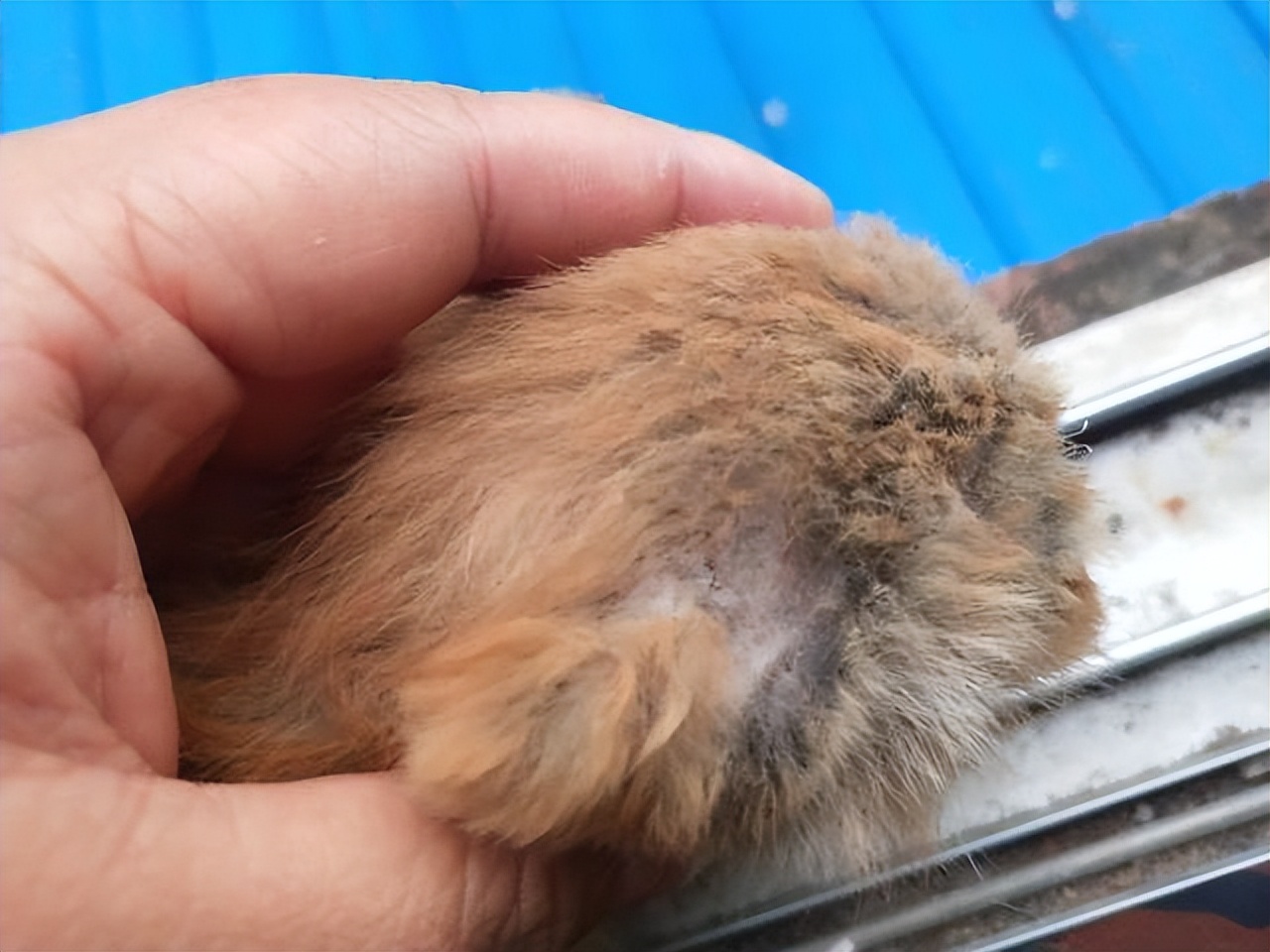 猫皮肤病怎么治疗,猫皮肤疾病怎么治疗