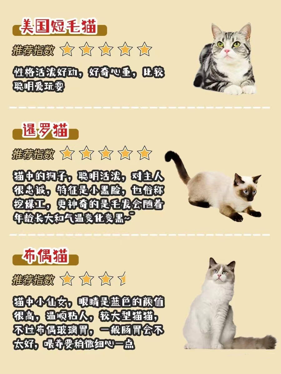 新手选猫怎么避雷,新手选猫应该选哪种猫