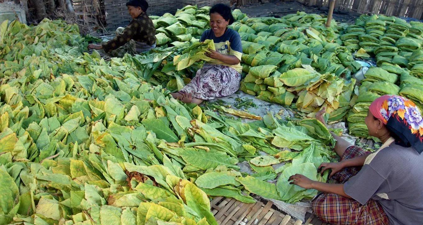 10元烟和100元烟的区别,10元与100元的香烟差别大