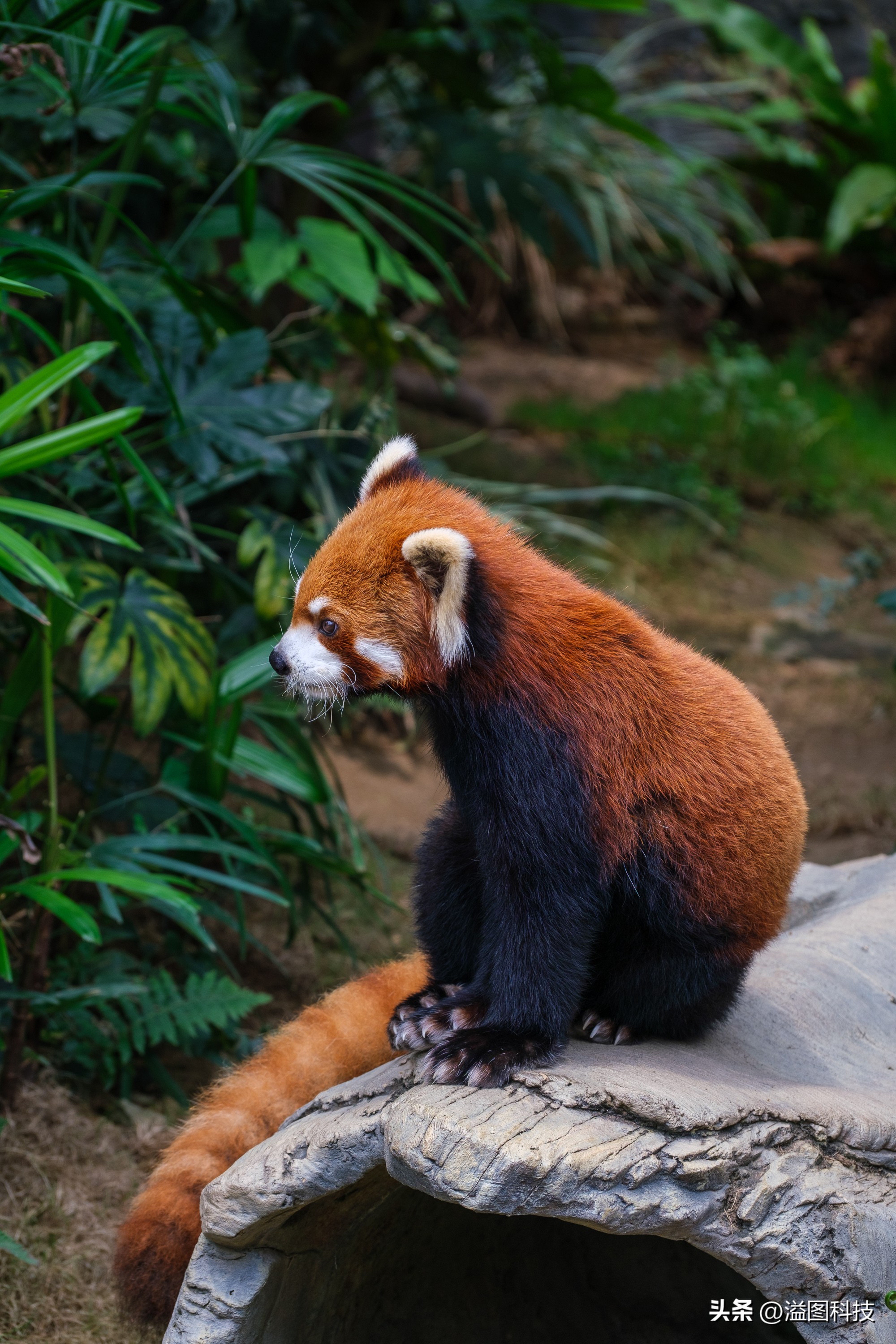 富士x-s20怎么原价购买,富士x-s20单机身价格