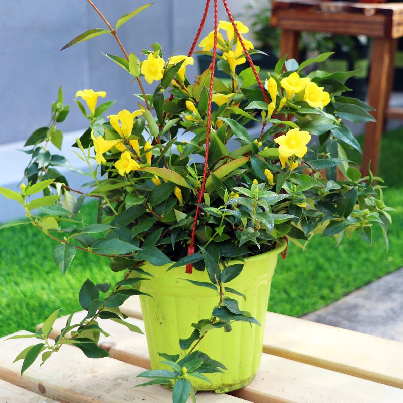 这几种常见花有毒居家养护要小心,四种剧毒的花家里千万别养