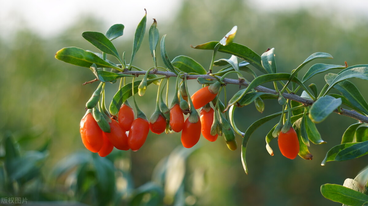 中药能治眼睛干涩疲劳吗,眼睛干涩视物不清用什么中药