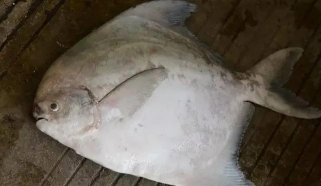 鱼类食材大全名称图片,鱼类菜谱大全100种