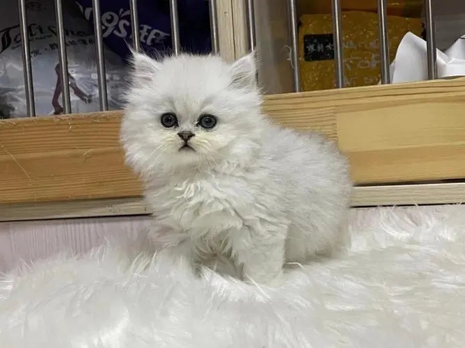 怎么判断金吉拉纯不纯,买金吉拉要到什么地方