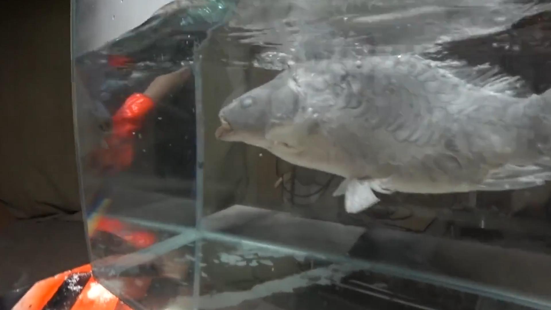 甲鱼冷冻多久可以复活,冰冻的一个月的甲鱼能否复活