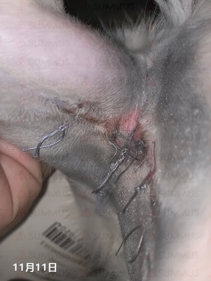 一例猫脓胸的病例分享,猫陈旧性创伤激光理疗