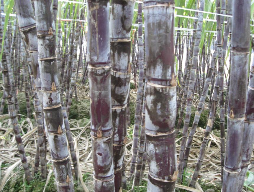 甘蔗属于什么季节水果？甘蔗断面出现红色丝状物代表什么？