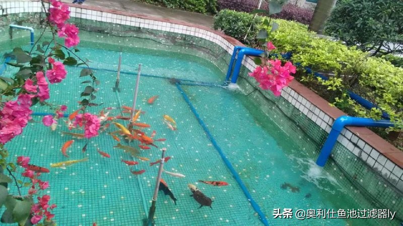 锦鲤鱼池多久换一次水,锦鲤水浑浊绿