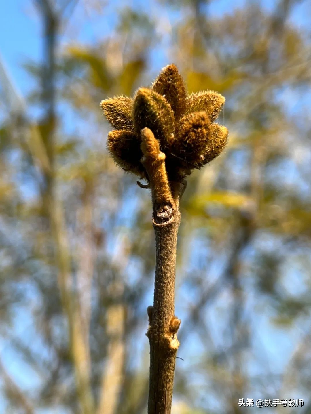 黄花风铃木品种介绍,黄花风铃木生长缓慢