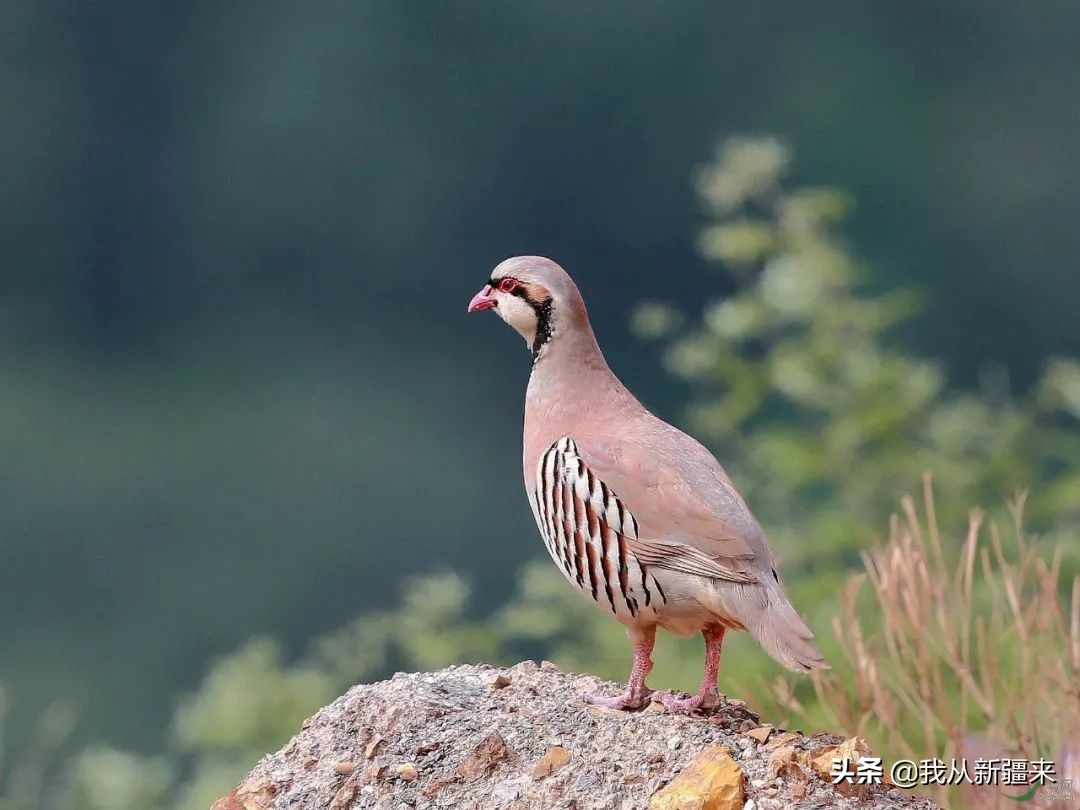 测评omg神仙眼影简直太美 (omg眼影值得入手吗)
