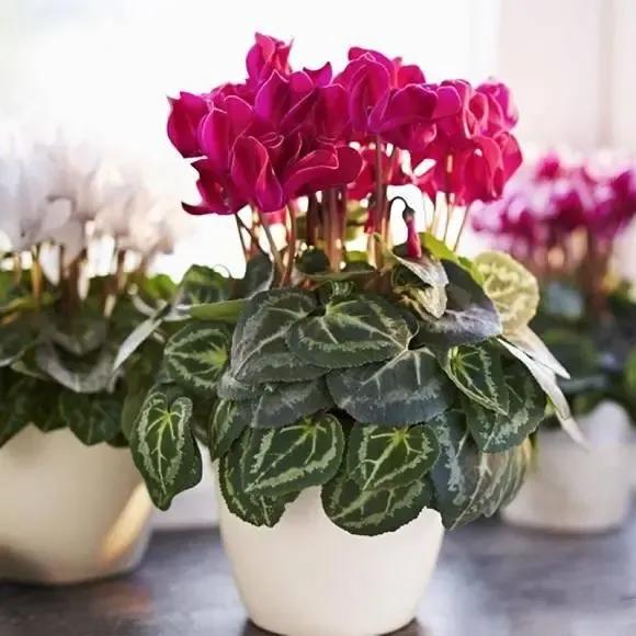 什么绿植除甲醛净化空气比较好,什么样的花草最吸甲醛能净化空气