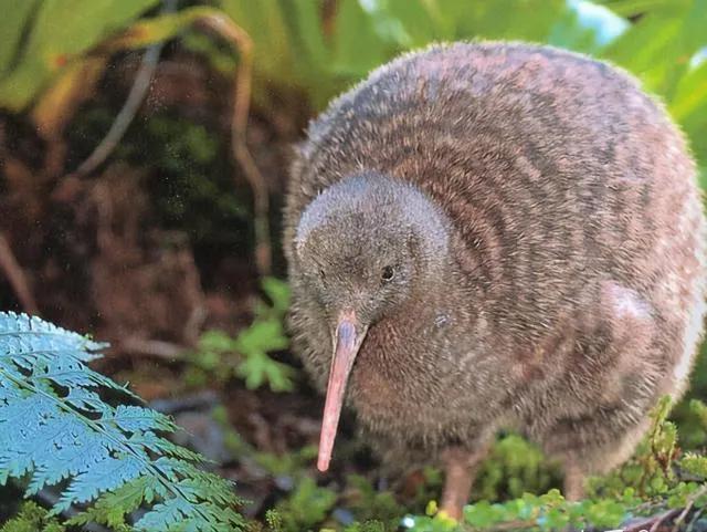 新西兰风景冷知识简介,真实的新西兰你了解多少