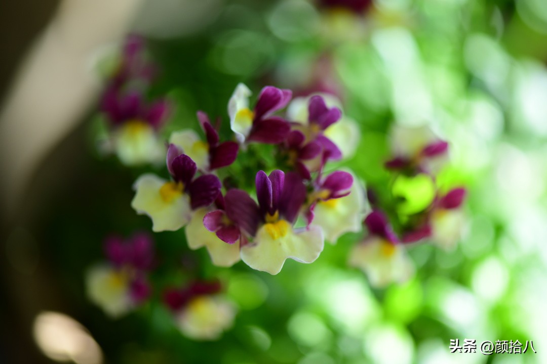 天冷怎么注意植物冻死,植物怕冷怎么过冬