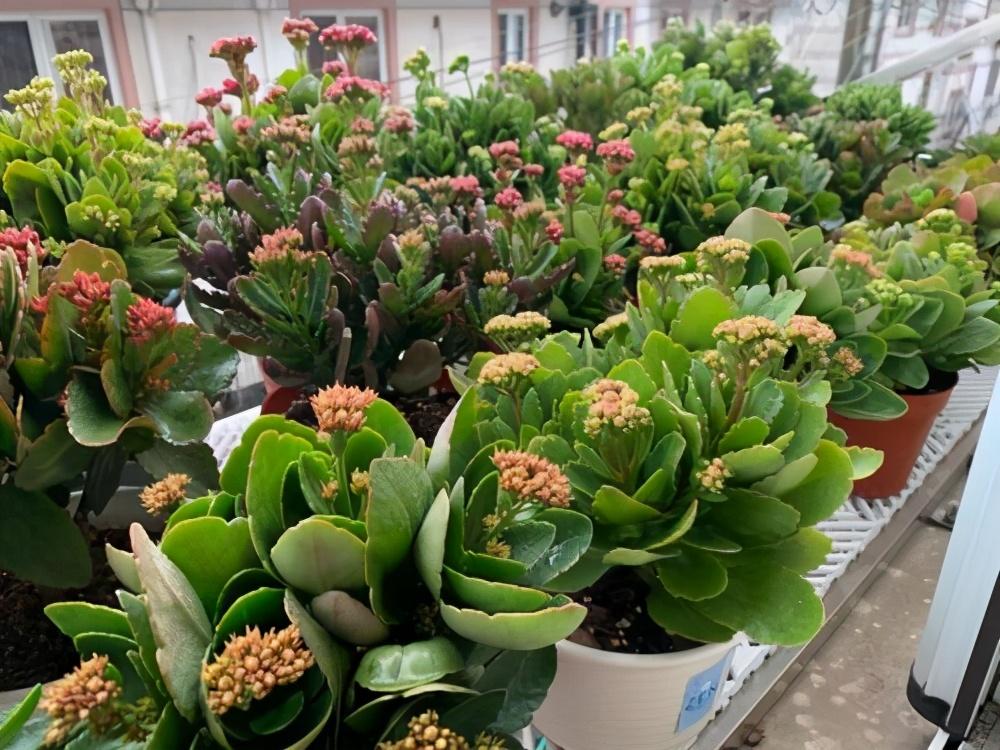 十月长寿花怎么开花,长寿花怎么打才能爆花