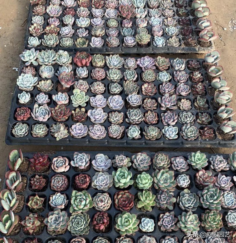 多肉怎么用叶片繁殖,多肉几月份适合砍头或叶插