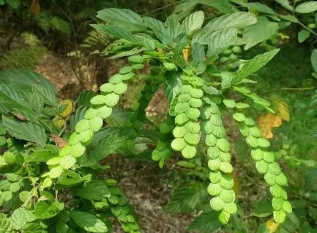 排钱草介绍,排钱草特征