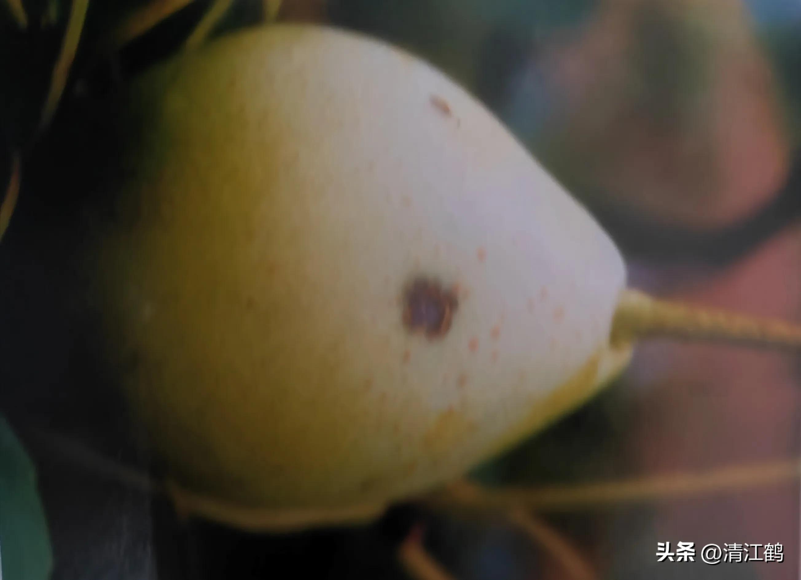 治疗黑星病的特效药物有哪些,黑星病的克星是啥药