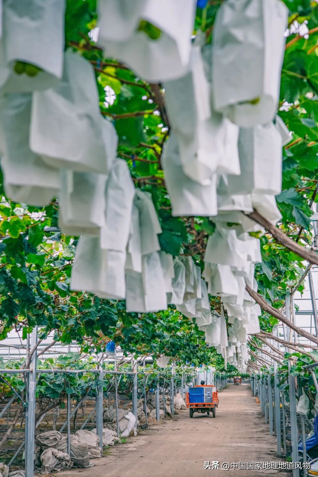 大山深处有哪些秘密,大山里的秘密是哪里的