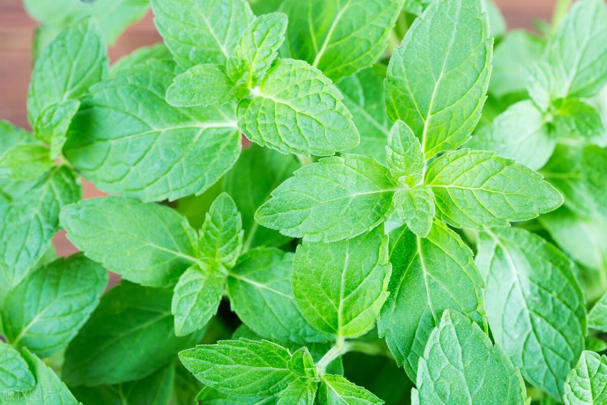 薄荷上长了很多小白虫密密麻麻,薄荷上有白色的小虫怎么治