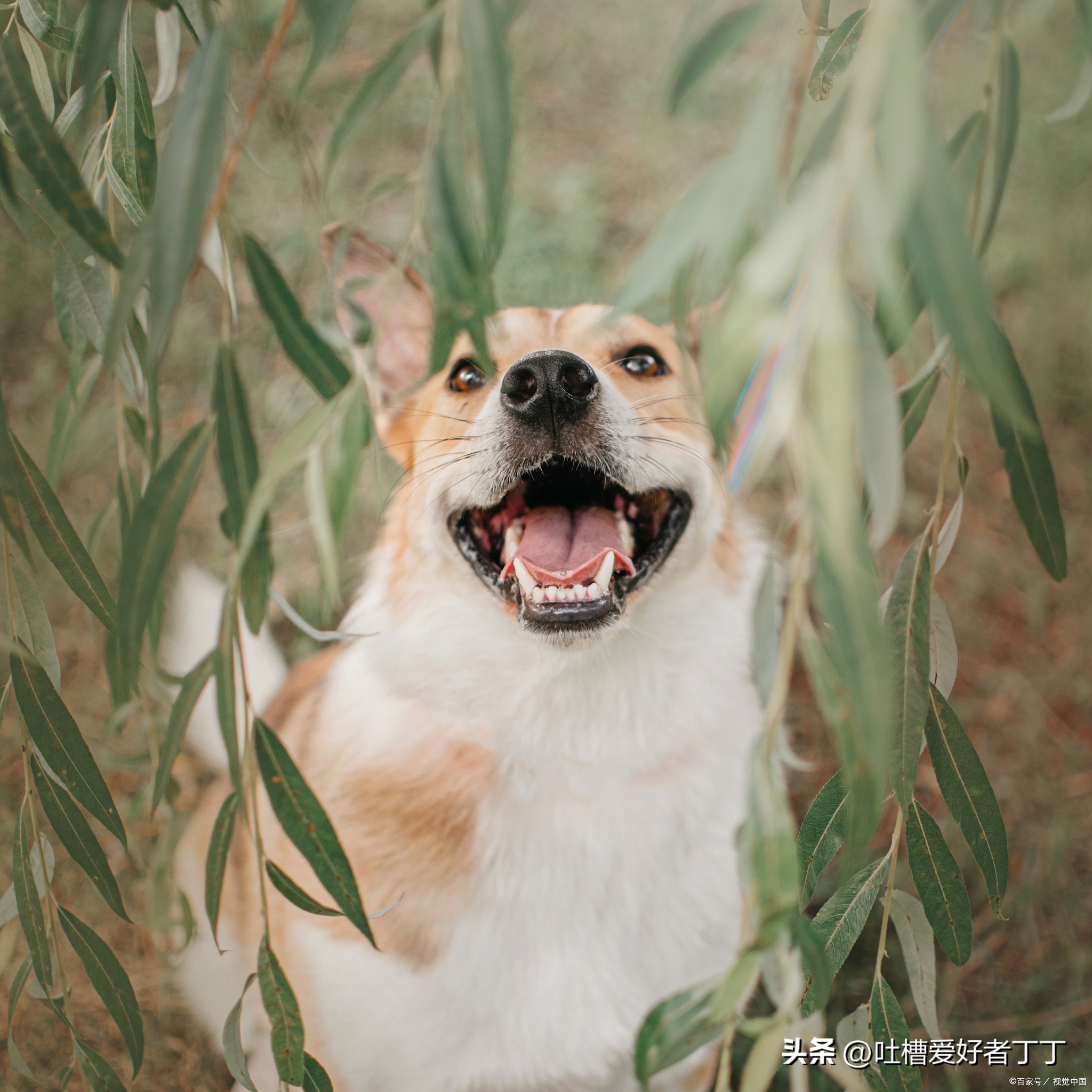 治疗狗蜱虫最好的药,狗身上蜱虫用什么药清除