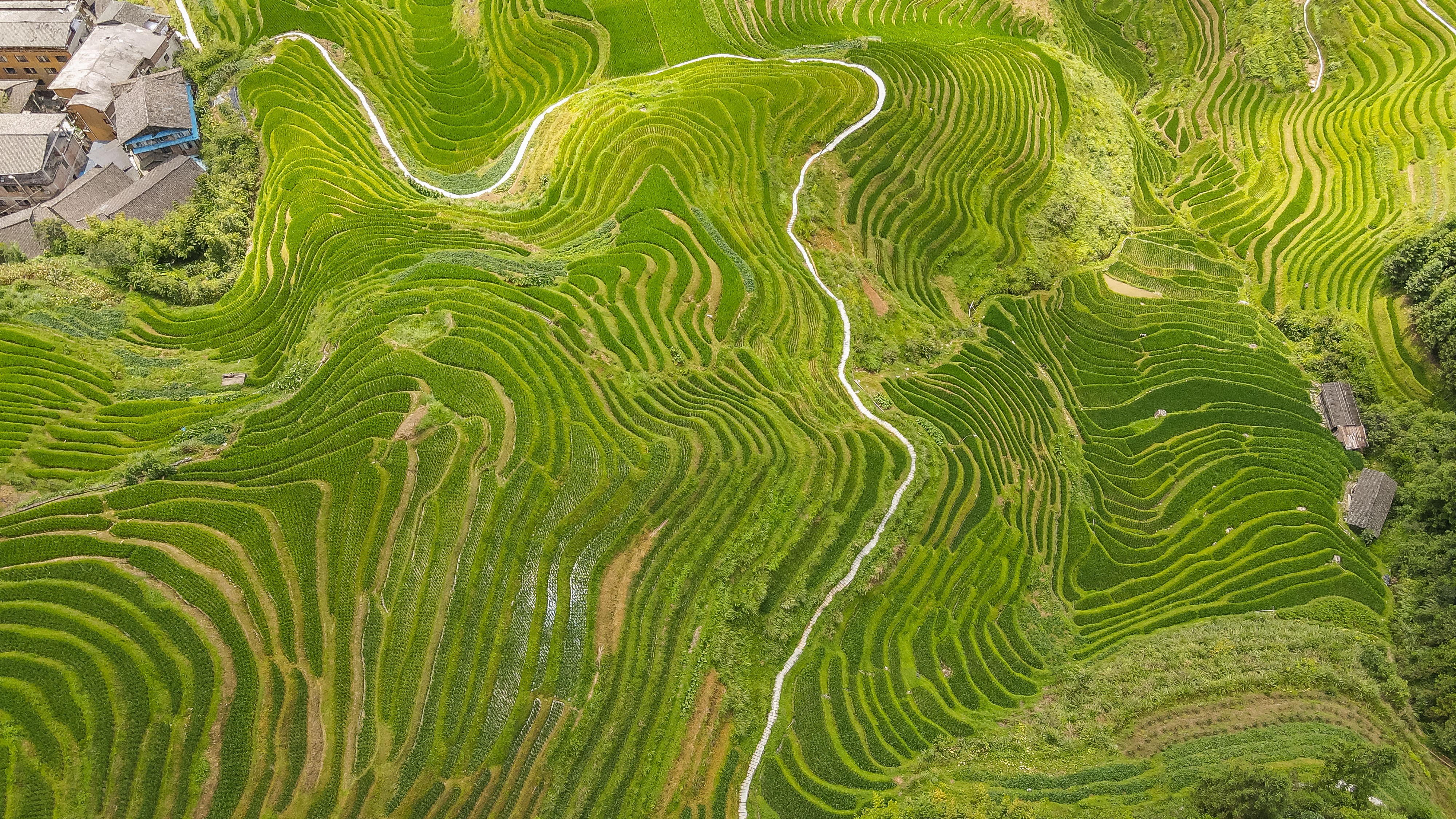 龙脊水稻梯田图片,龙脊水稻