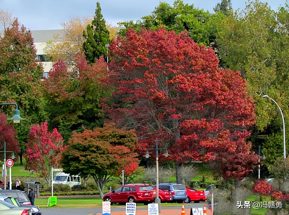 大洋洲旅游,新西兰罗托鲁瓦湖旅游攻略