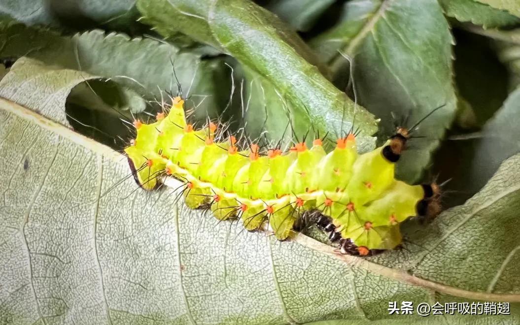 绿尾大蚕蛾怎么样驱除,大蚕蛾饲养记录