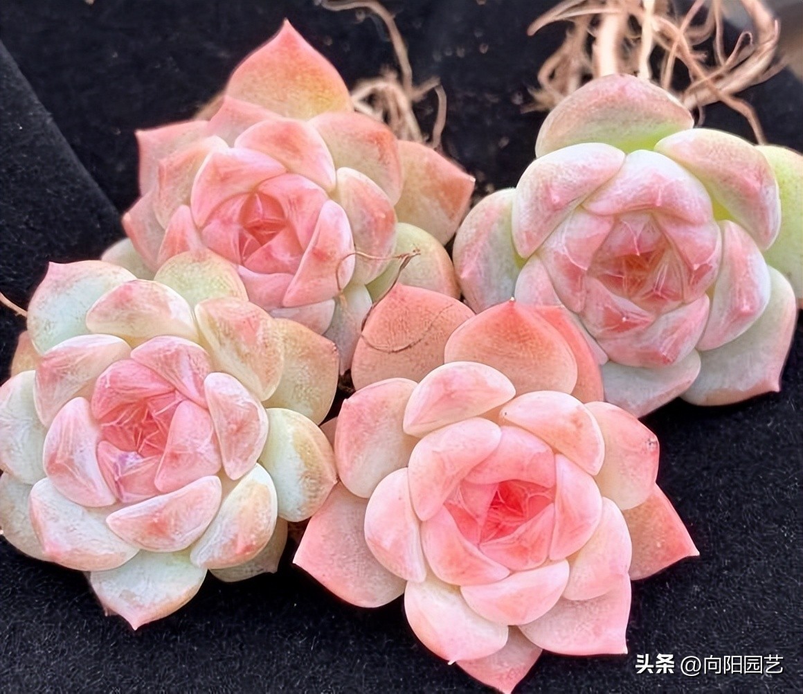 草炭和泥炭哪个更适合多肉,多肉不发根用什么