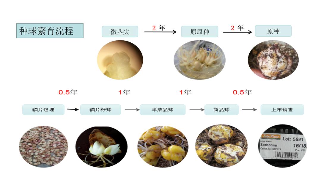 种的百合,种好百合最大的难题是什么