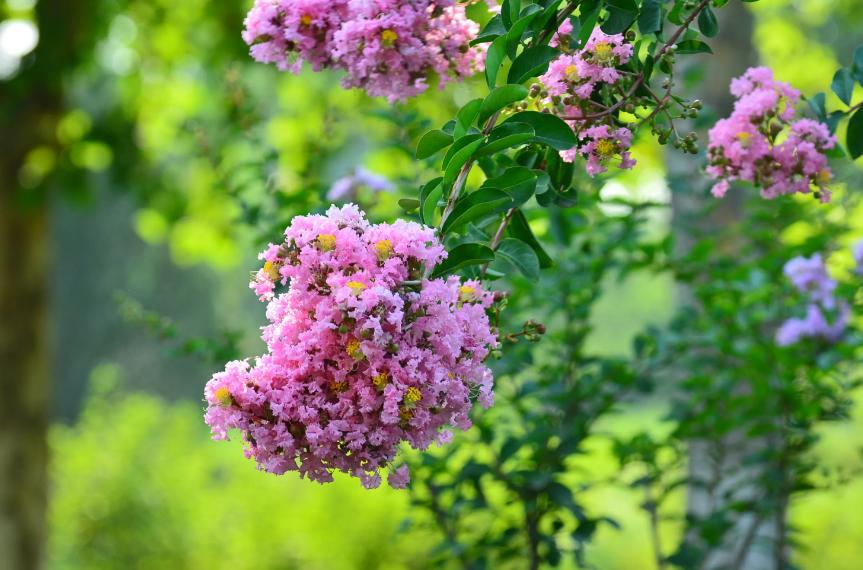 一树紫薇开，古诗词里的紫薇花，繁花似锦赏心悦目，可与牡丹媲美