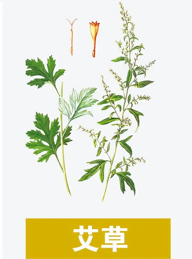 植物化妆品原料厂家,植物化妆品原料