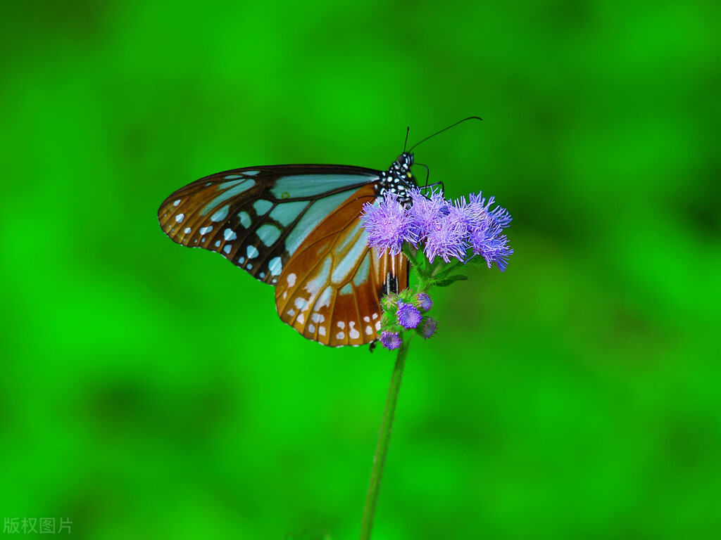 什么叫异性之间相互珍惜,异性之间的真爱