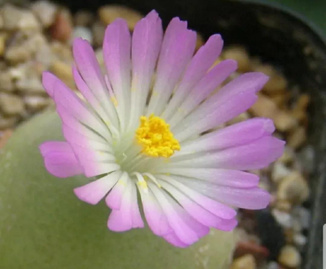 多肉植物石头开花,多肉石头花秋季