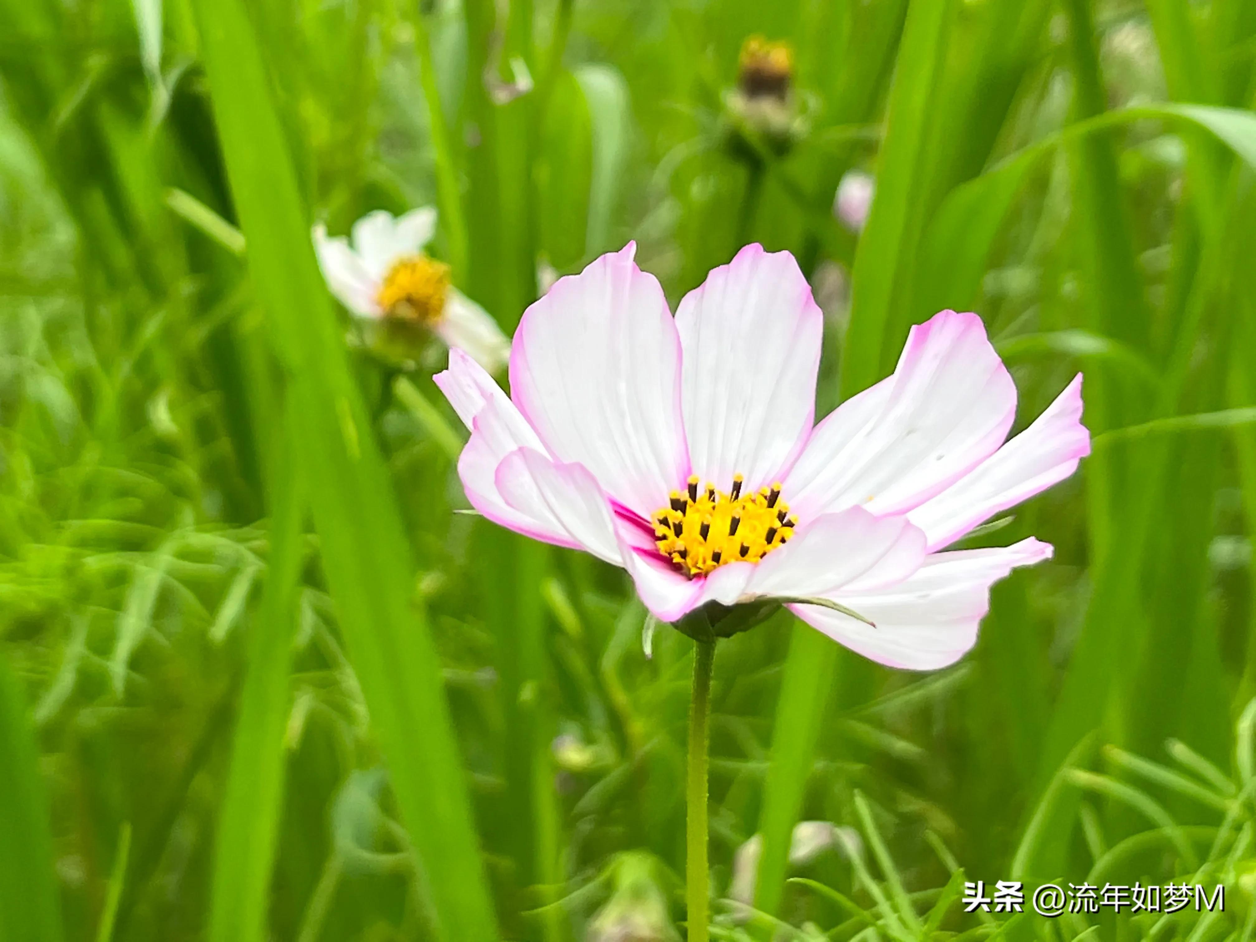 “桐歌一曲”带给我的喜欢和感动