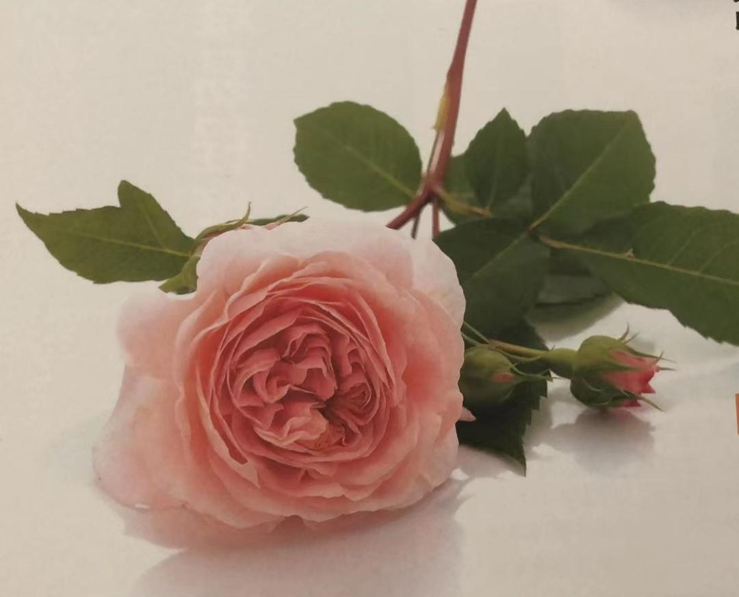 栽培玫瑰花的正确方法,玫瑰花种栽培技术