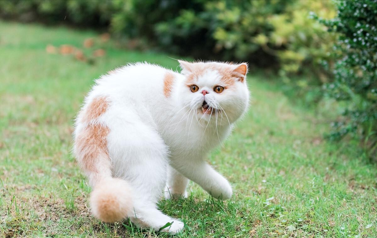 最好看最听话的猫是什么猫,最受欢迎的6种猫你家猫上榜了吗