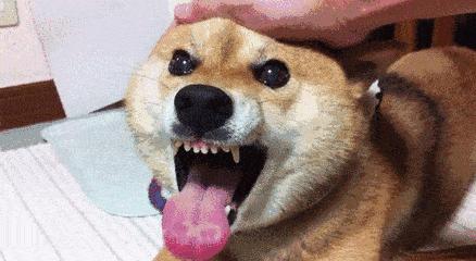 养一只柴犬好吗,柴犬可怕视频大全