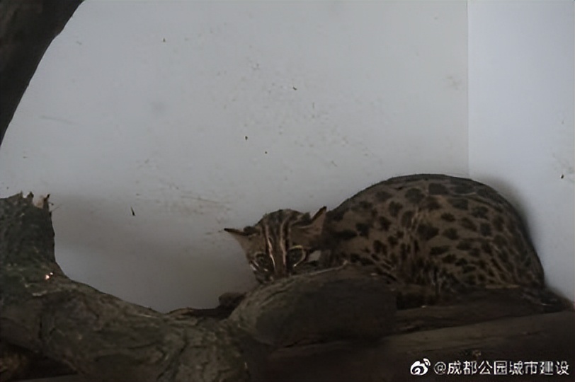 成都动物园周边展览馆,成都动物园豹