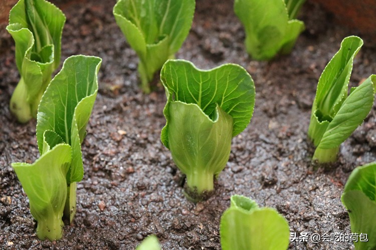 风冷无霜冰箱怎样储存蔬菜,什么蔬菜不能放冰箱储存